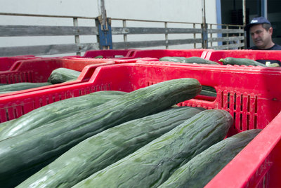 Entrada de pepinos en una cooperativa de El Ejido (Almería), donde se preparara la mercancía para la exportación.