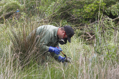 Un trabajador elimina un ejemplar de la planta invasora  baccharis halimifolia  en el estuario de Urdaibai.