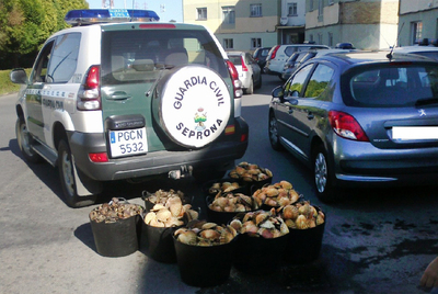 La Guardia Civil se incauta de vieiras y zamburiñas tóxicas.