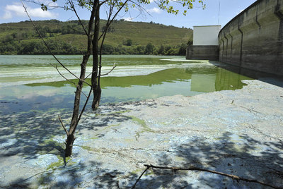 Mancha tóxica en el embalse de As Conchas en el río Limia, entre los municipios de Bande y Muiños.