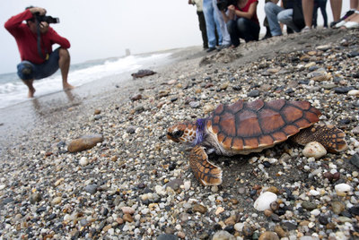 Liberados 156 ejemplares de tortuga boba en Cabo de Gata