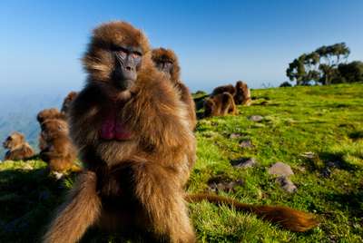 El hogar de los gelada ( Theropithecus gelada , en la foto), cuyo hábitat se circunscribe a las praderas de las montañas Simien, Etiopía