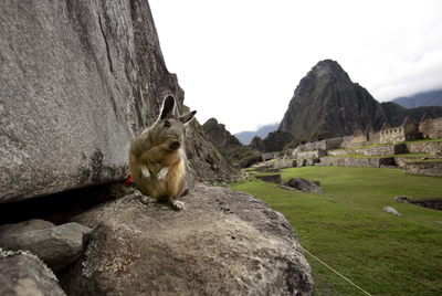 Con un bicho en Machu Picchu