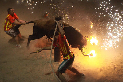 El 'bou embolat' de Campredó