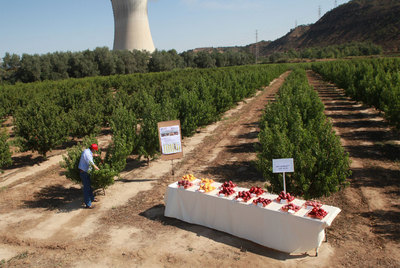 Experimentos frutales junto a la nuclear de Ascó