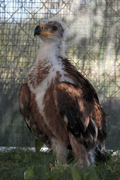 'MARÍA', ESPERANZA PARA EL ÁGUILA IMPERIAL