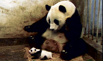  El panda que estornuda, uno de los clips más vistos en Internet 