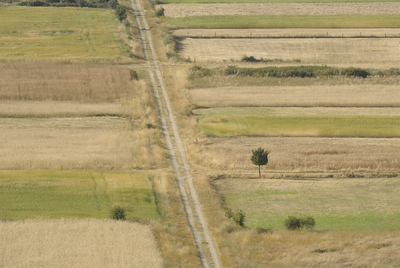 La falta de lluvias arruina la mitad de la producción de patata