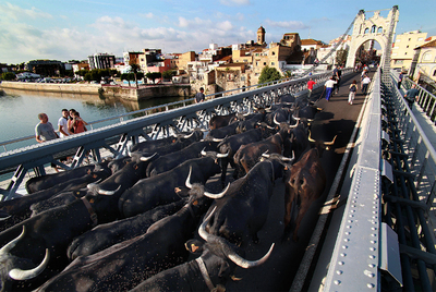 Los últimos rebaños trashumantes cruzan Amposta