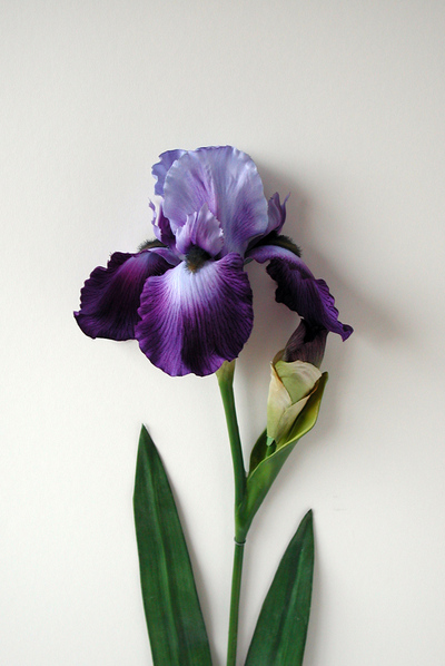  Iris Flor , de Alberto Baraya.