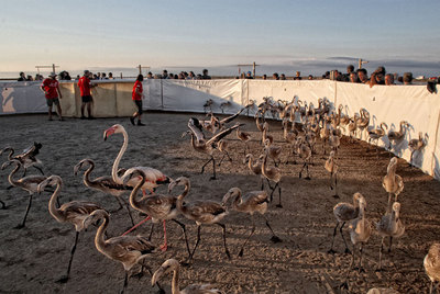 Una 'matrícula' para los flamencos del delta