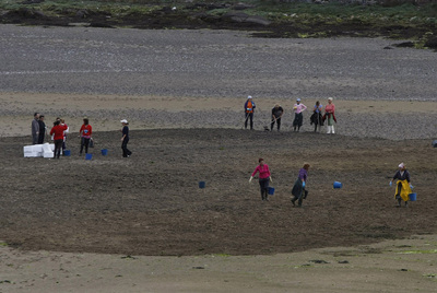 El marisco de zonas contaminadas se trasladará a aguas limpias