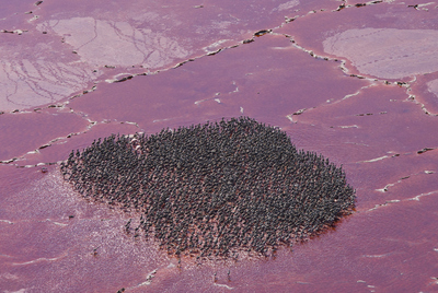 Una guardería de aves en el lago Natrón, al norte de Tanzania