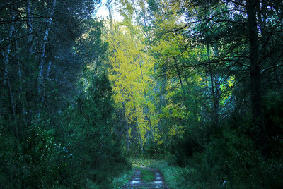 Bosque en Titaguas por el que discurre uno de los senderos de pequeño recorrido de la zona del Alto Turia.