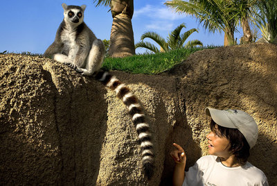 Un lémur en el Bioparc de Valencia, un zoo de inmersión que recrea los tres grandes hábitats africanos: la sabana, el bosque ecuatorial y Madagascar.rnOsos en Cabárceno.