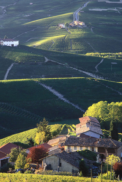 Onduladas colinas cerca de Monforte d'Alba, en la región piamontesa de Le Langhe (Italia).