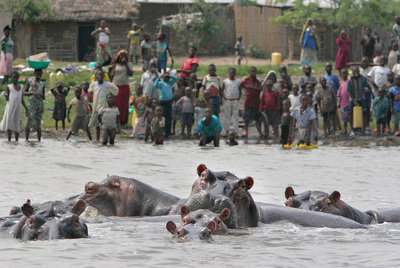 Hipopótamos en el parque nacional de Virunga, cerca de Goma.