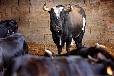 El toro  Ratón,  en los corrales de la ganadería de Gregorio de Jesús, en Sueca (Valencia).