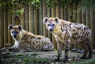 Las dos hienas del zoo, ayer en su instalación.