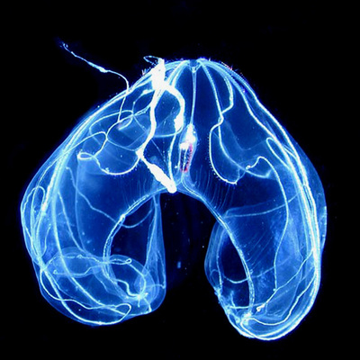 El organismo marino  Bathocyroe fosteri .