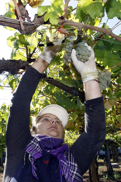 Las primeras uvas de la temporada del vino