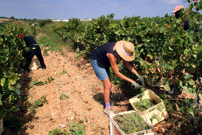 Las primeras uvas de la vendimia más tórrida