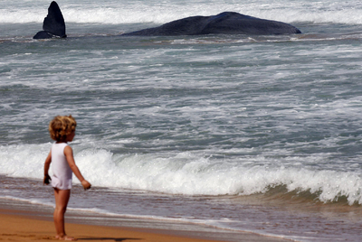 Un cachalote varado en Zarautz
