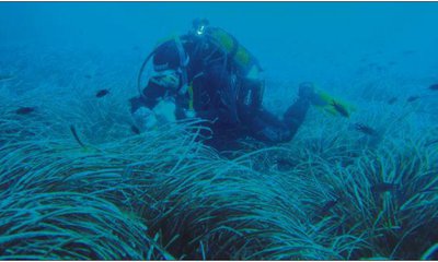 Un submarinista explora una pradera de posidonia en Carboneras (Almería).