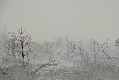 Los fuegos arrasan repoblaciones de pinos y cerezos en Ourense