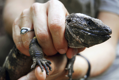 Un ejemplar de lagarto gigante.