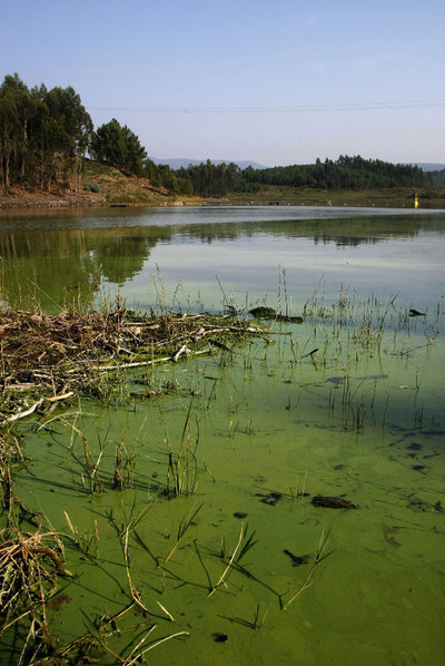 El embalse del Umia, otra vez teñido de verde