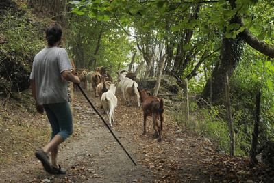 Agapito, de la Mancomunidad de Montes de Foxo y Vilar, en Negueira de Muñiz, con su rebaño de cabras.