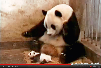 Oso sobresaltado. Un oso panda parece que estornude. En realidad, se ha pegado un susto con su bebé, que da un grito agudo. El vídeo tiene 124 millones de visitas.rn 'Quiéreme', josé.rnLa boda de José Carlos y Vanesa era un enlace más hasta que este vídeo se subió a YouTube. Ella le cantó 'Quiéreme', de Nuria Fergó, en el altar. El momento supera los cinco millones de visitas en Internet. rn ¿la vida real?rnCuando David volvía del dentista con una anestesia reciente, balbuceó: 