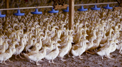 Granja de patos para producir  foie  en California.
