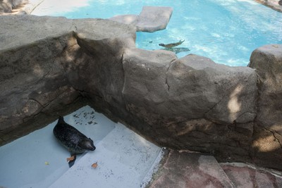 Herc, tratada con Valium, descansa apartada del grupo de focas en el zoo de Barcelona.