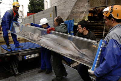 Un calamar de ocho metros pasea en urna por Ferrol