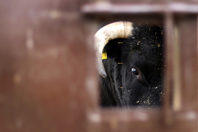Un toro en la finca de Riosequillo, en Buitrago de Lozoya.