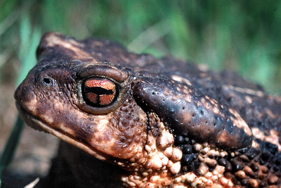 Un sapo común  (Bufo bufo),  anfibio habitual y protegido de la fauna catalana.