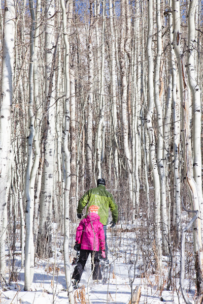 Abedules que imitan a la nieve
