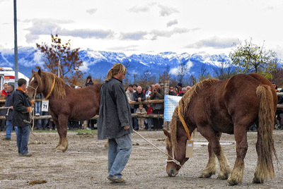 El caballo autóctono busca mercados