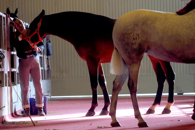 Un millar de caballos de Pura Raza Española se miden en Sevilla