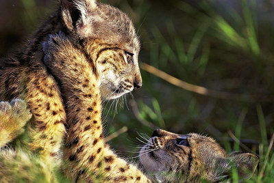Tres años después de este reportaje publicamos este retrato de 'Brisa' y 'Brezo', los primeros cachorros del plan de cría de linces.