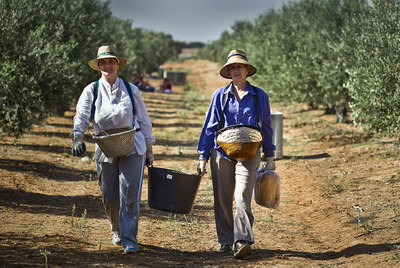 Dos jornaleras recogen aceitunas de mesa en una finca de Morón de la Frontera (Sevilla).