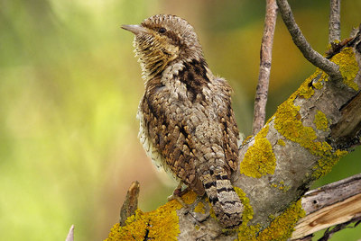 El pajarillo que imita a una víbora
