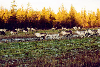 Kota-poro, Finlandia