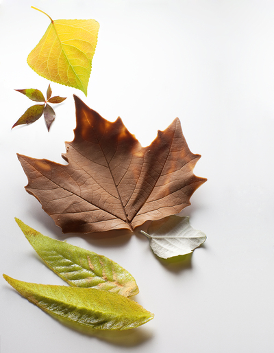 'Hojas' con turrón de Alicante.