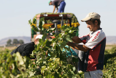 Agricultores en la vendimia en Los Llanos (Ciudad Real).
