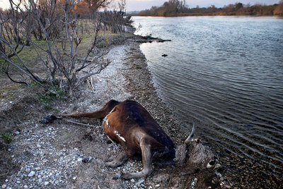 Abandonados junto al río