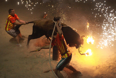  Bou embolat  en Campredó en verano del año pasado.