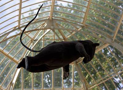 ¿Cuál es el mensaje o el chiste?